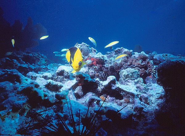 Chill | a rock beauty and friends enjoying the reef and eyeing that urchin for lunch | underwater photography | underwater world | underwater life | rock beauty | angelfish | reef life | salt life