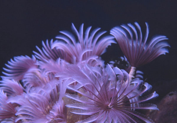 Feather Dusters!| purple feather dusters against dark background |underwater | underwater life | underwater photography | underwater world | undersea | undersea life | undersea world | florida keys | florida keys life | nature | nature photography | uw photography | diving photography | scuba diving photos | scuba diving magazine | diving magazine | coral | coral reef | diver |