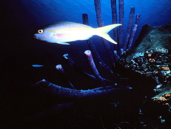 A Reef Life | a yellowtail swimming in the reef enjoying the day| underwater photography | underwater world | yellowtail fish
