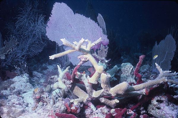 Coral Still Life | Sea Fans, staghorn coral, brain coral and sea urchins |underwater | underwater life | underwater photography | underwater world | undersea | undersea life | undersea world | florida keys | florida keys life | nature | nature photography | uw photography | diving photography | scuba diving photos | scuba diving magazine | diving magazine | coral | coral reef | diver |