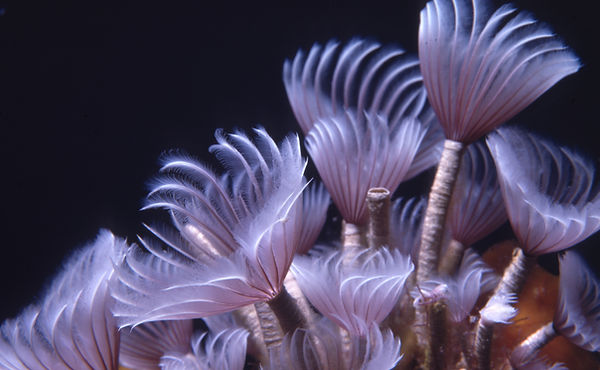 | underwater | underwater life | underwater photography | underwater world | undersea | undersea life | undersea world | florida keys | florida keys life | nature | nature photography | uw photography | diving photography | scuba diving photos | scuba diving magazine | diving magazine | coral | coral reef | diver | feather duster worm