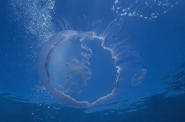 Moon Jelly | Moon Jellyfish with bubbles on blue background | underwater | underwater life | underwater photography | underwater world | undersea | undersea life | undersea world | florida keys | florida keys life | nature | nature photography | uw photography | diving photography | scuba diving photos | scuba diving magazine | diving magazine | coral | coral reef | diver |