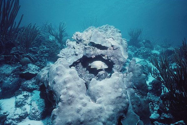 Portrait of a Fish | coral formation with a fish highlighted | underwater | underwater life | underwater photography | underwater world | undersea | undersea life | undersea world | florida keys | florida keys life | nature | nature photography | uw photography | diving photography | scuba diving photos | scuba diving magazine | diving magazine | coral | coral reef | diver |