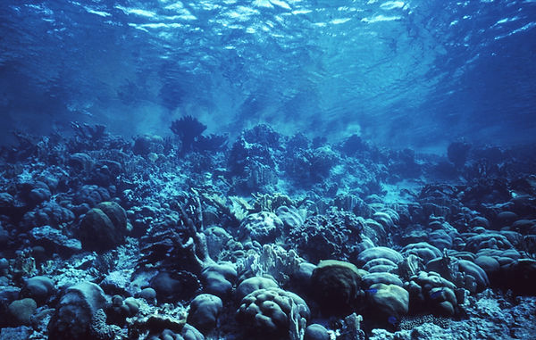 Blue Lagoon | underwater | underwater life | underwater photography | underwater world | undersea | undersea life | undersea world | florida keys | florida keys life | nature | nature photography | uw photography | diving photography | scuba diving photos | scuba diving magazine | diving magazine | coral | coral reef | diver |