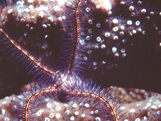 Brittle Starfish