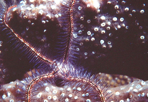 Brittle Starfish | a brittle starfish on the coral reef | underwater photography | underwater world | underwater life | coral reef | reef life | salt life