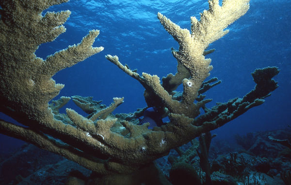| underwater | underwater life | underwater photography | underwater world | undersea | undersea life | undersea world | florida keys | florida keys life | nature | nature photography | uw photography | diving photography | scuba diving photos | scuba diving magazine | diving magazine | coral | coral reef | diver | coral glory