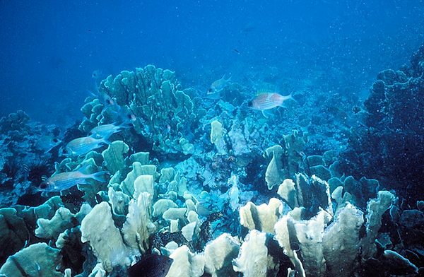 Find the Beauty | a small school of fish swimming through the coral | underwater photography | underwater world | underwater life | coral reef | reef life | salt life