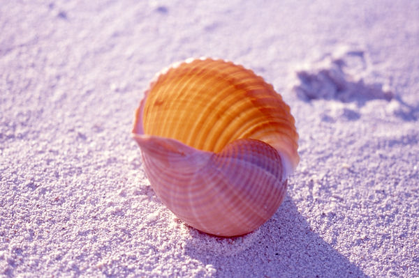 | underwater | underwater life | underwater photography | underwater world | undersea | undersea life | undersea world | florida keys | florida keys life | nature | nature photography | uw photography | diving photography | scuba diving photos | scuba diving magazine | diving magazine | coral | coral reef | diver |shell and shadows