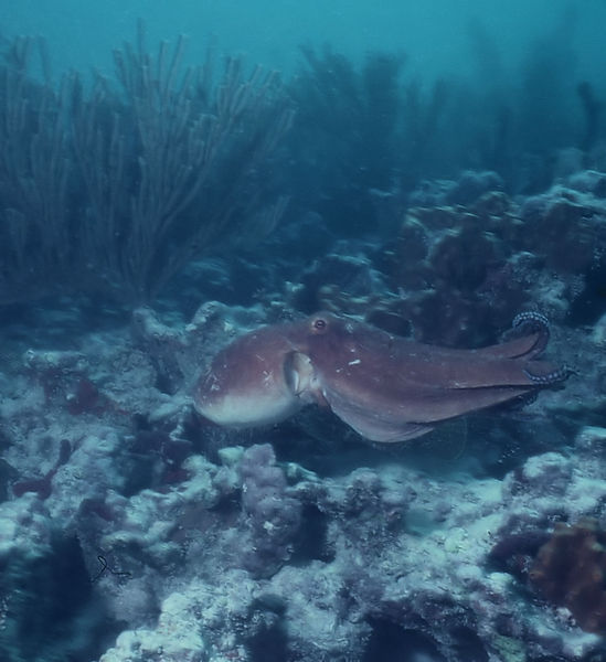 Hitchhiker| octopus swimming over a fish on the coral reef| | underwater | underwater life | underwater photography | underwater world | undersea | undersea life | undersea world | florida keys | florida keys life | nature | nature photography | uw photogra phy | diving photography | scuba diving photos | scuba diving magazine | diving magazine | coral | coral reef | diver |