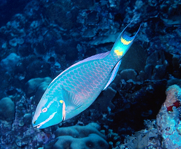 Pops of Color | a beautiful tropical fish with neon pops of color | underwater world | underwater photography | neon pops of color | reef life