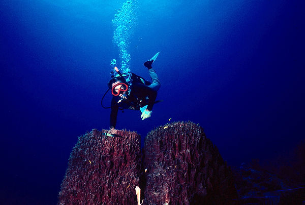 Harvesting | a diver above twin sponges against the backdrop of the deep blue sea |underwaterphotography | underworld