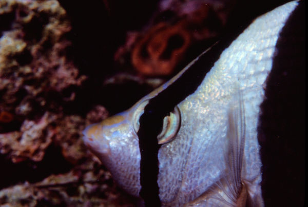 Little Butterflyfish| close-up of a butterfly fish on the reef | underwater photography | undLittle Butterflyfish| close-up of a butterfly fish on the reef | underwater photography | underwater world | butterflyfisherwater world | butterflyfish