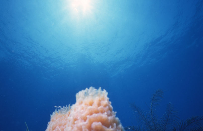 | underwater | underwater life | underwater photography | underwater world | undersea | undersea life | undersea world | florida keys | florida keys life | nature | nature photography | uw photography | diving photography | scuba diving photos | scuba diving magazine | diving magazine | Sponge | Sea Fan