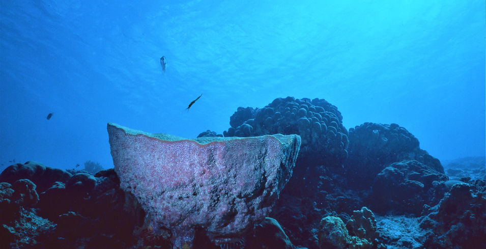 Barrel Sponge | Coral Reef | nature photography | nature