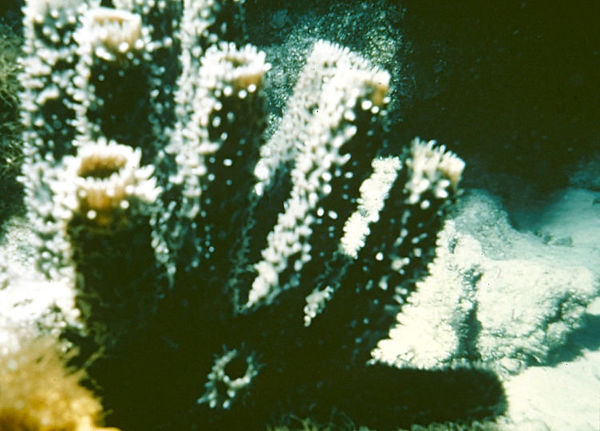 Mind Tricks | monochromatic view of the sea bed with possibly a foot with toes on the right side? | underwater photography | underwater world | coral life | mind tricks