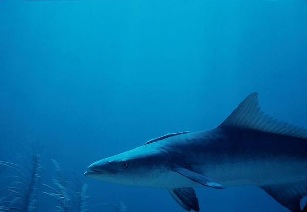 Cobia | Cobia cruising among the soft corals with a blue background | underwater world | underwater photography