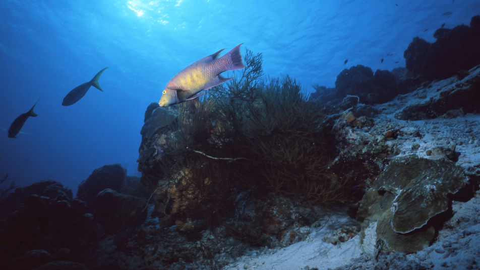 Parrot Fish | Coral Reef | Florida Keys | Underwater photography