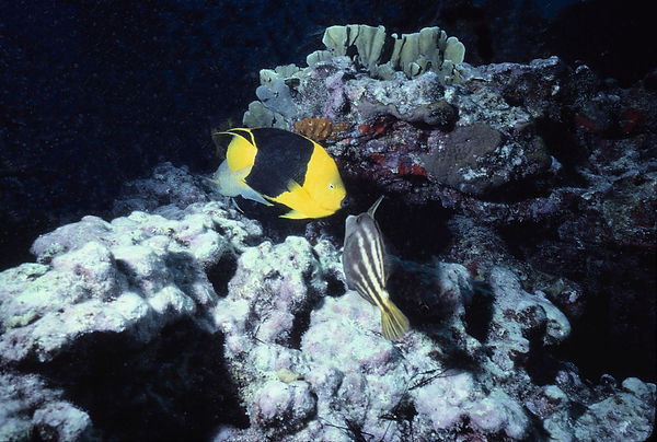 Did You Hear? | two tropical fish appearing to gossip on coral reef dark background| underwater | underwater life | underwater photography | underwater world | undersea | undersea life | undersea world | florida keys | florida keys life | nature | nature photography | uw photography | diving photography | scuba diving photos | scuba diving magazine | diving magazine | coral | coral reef | diver |