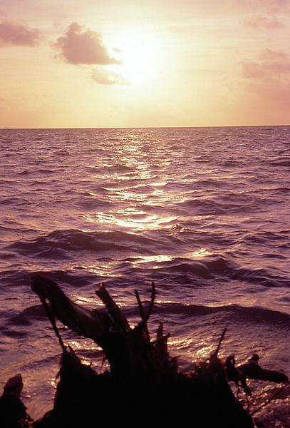 Driftwood Sunrise | photo of sunrise on the sea from the perspective of driftwood | Thanksgiving | count your blessings | nature | nature lovers | nature photography | sunrise | driftwood