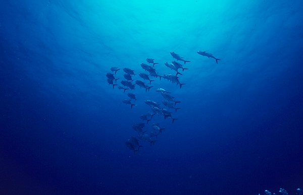 School of Fish | a large school of fish swimming towards the surface of the deep blue sea | underwater photography | underwater world | underwater life | reef life | salt life | school of fish