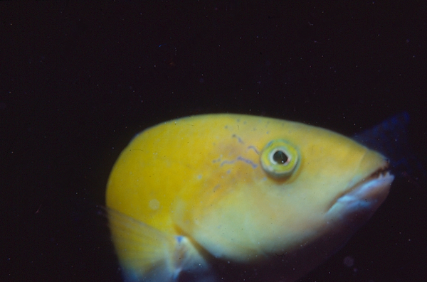 Wrasse? | a close-up of a yellow fish with blue pops of color | underwater photography | underwater world | underwater life | reef life | salt life