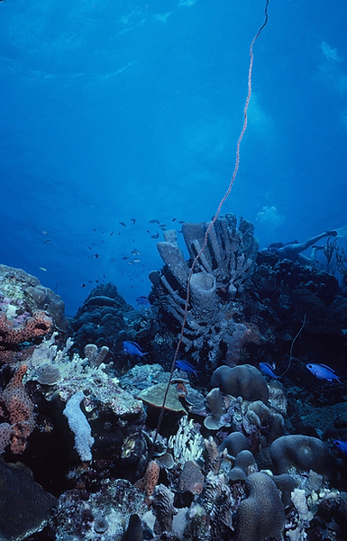 Sea World | coral formation with a wide variety of species of coral and sponges against a sea blue backdrop || underwater | underwater life | underwater photography | underwater world | undersea | undersea life | undersea world | florida keys | florida keys life | nature | nature photography | uw photography | diving photography | scuba diving photos | scuba diving magazine | diving magazine | coral | coral reef | diver |