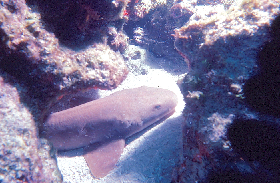 Nurse at Rest | a nurse shar nestled into the reef for a quick nap | underwater photography | underwater world | underwater life | nurse shark | coral reef | reef life | salt life 
