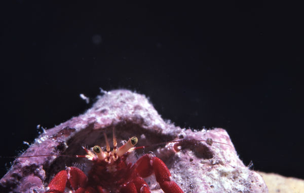 | underwater | underwater life | underwater photography | underwater world | undersea | undersea life | undersea world | florida keys | florida keys life | nature | nature photography | uw photography | diving photography | scuba diving photos | scuba diving magazine | diving magazine | coral | coral reef | diver | Welcome Home