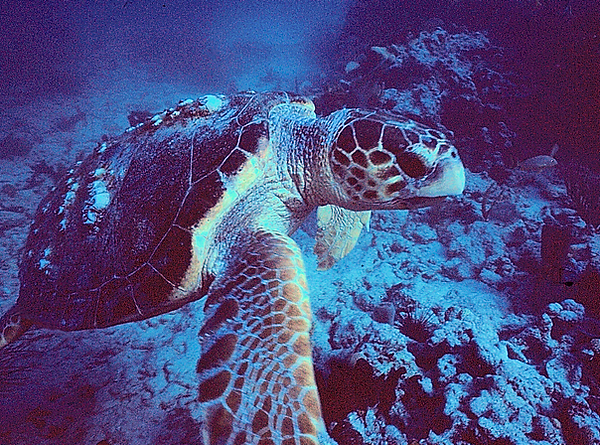 Hello Mr. Turtle | a sea turtle with barnacles on his shell swimming on the reef | underwater photography | underwater world | turtles | turtle power