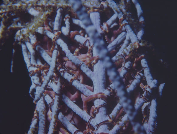 Brittle Stars? | brittle star fish engulfing coral against black background | underwater | underwater life | underwater photography | underwater world | undersea | undersea life | undersea world | florida keys | florida keys life | nature | nature photography | uw photography | diving photography | scuba diving photos | scuba diving magazine | diving magazine | coral | coral reef | diver |