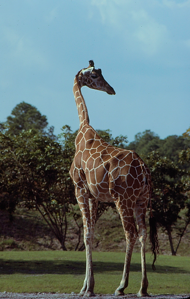 Giraffe Glory | Giraffe against a blue sky and trees as if on the African Savanna |zoovisit|zoo|giraffe