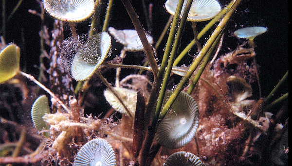 Underwater Gardnes | a reef garden under the sea that look like mushrooms (to me) | nature | nature lovers | nature photography } nature photographer | under the sea | underwater garden
