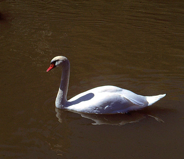 Swan Reflection| swan and its reflection against the brown water |zoovisit|zoo|swan