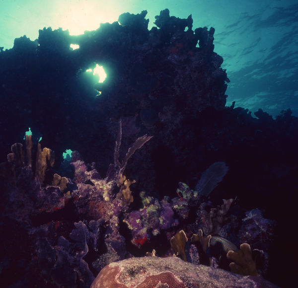 Let Your Light Shine | underwater | underwater life | underwater photography | underwater world | undersea | undersea life | undersea world | florida keys | florida keys life | nature | nature photography | uw photography | diving photography | scuba diving photos | scuba diving magazine | diving magazine | coral | coral reef | diver |