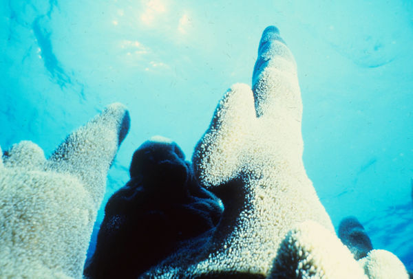 Coral Columns | beige coral formations that point to the sky against a light blue sea | underwater photography | underwater world | coral columns