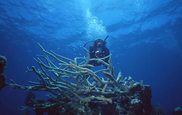 | underwater | underwater life | underwater photography | underwater world | undersea | undersea life | undersea world | florida keys | florida keys life | nature | nature photography | uw photography | diving photography | scuba diving photos | scuba diving magazine | diving magazine | coral | coral reef | diver | staghorn coral | Antler Mound