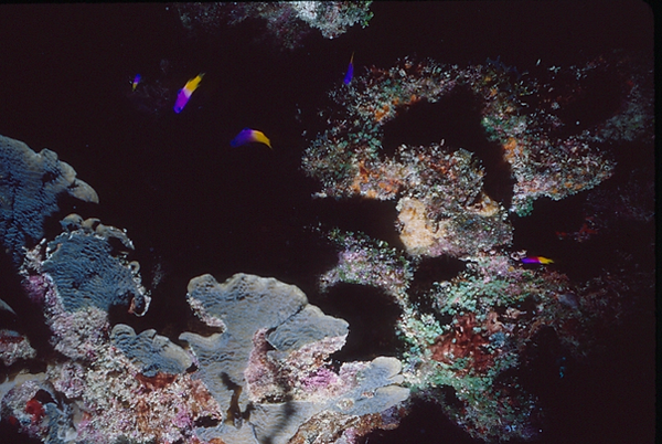 The Reef | coral reef contrasting light and dark with pops of purple and yellow colored fish | underwater world | underwater photography | reef life