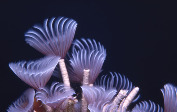 | underwater | underwater life | underwater photography | underwater world | undersea | undersea life | undersea world | florida keys | florida keys life | nature | nature photography | uw photography | diving photography | scuba diving photos | scuba diving magazine | diving magazine | coral | coral reef | diver | Feather Duster too