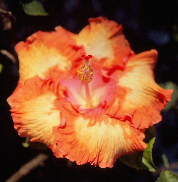 Power-packed Hibiscus| yellow/orange hibiscus against a dark bacground |flowers |nature