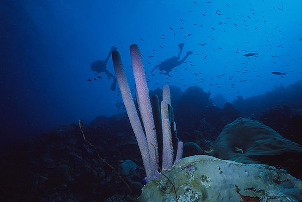 Diver's Paradise | tube sponge with 2 divers silhouetted| underwater | underwater life | underwater photography | underwater world | undersea | undersea life | undersea world | florida keys | florida keys life | nature | nature photography | uw photography | diving photography | scuba diving photos | scuba diving magazine | diving magazine | coral | coral reef | diver |