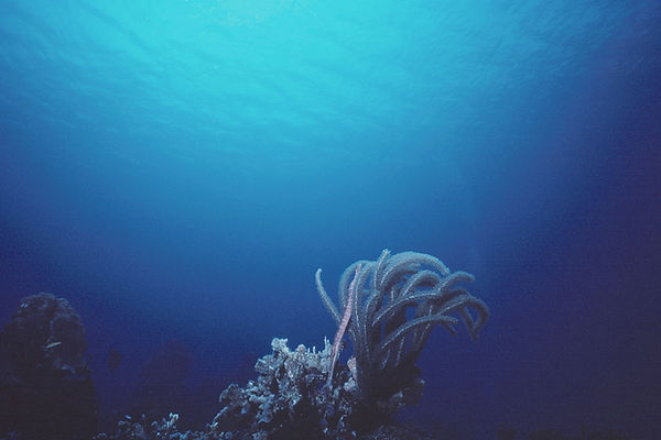 Trumpets on the Reef| a trumpet fish, soft coral against an ombre blue sea| underwater | underwater life | underwater photography | underwater world | undersea | undersea life | undersea world | florida keys | florida keys life | nature | nature photography | uw photography | diving photography | scuba diving photos | scuba diving magazine | diving magazine | coral | coral reef | diver |