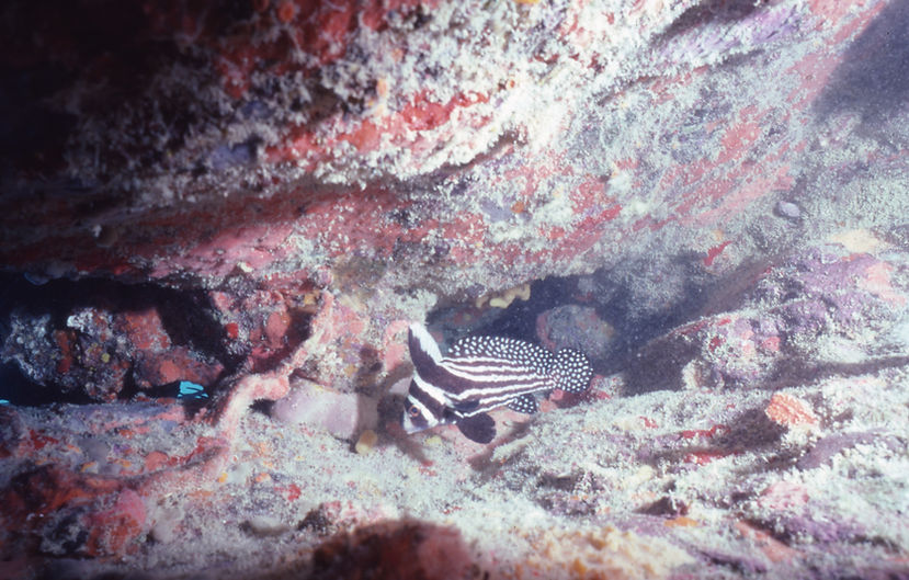 | underwater | underwater life | underwater photography | underwater world | undersea | undersea life | undersea world | florida keys | florida keys life | nature | nature photography | uw photography | diving photography | scuba diving photos | scuba diving magazine | diving magazine | coral | coral reef | stripes | polka dots
