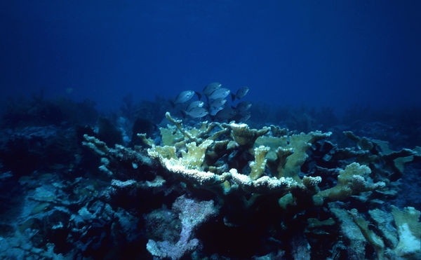 Staghorn School | underwater | underwater life | underwater photography | underwater world | undersea | undersea life | undersea world | florida keys | florida keys life | nature | nature photography | uw photography | diving photography | scuba diving photos | scuba diving magazine | diving magazine | coral | coral reef | diver |