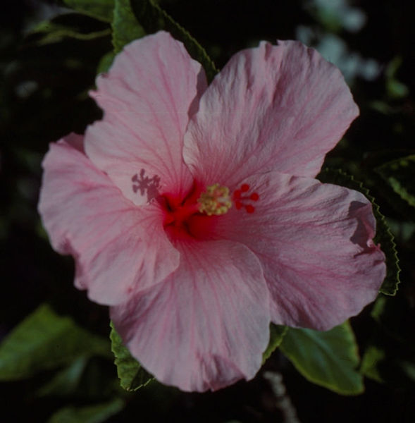 Pink Hibiscus |friendship flower in pinks||flowers |nature