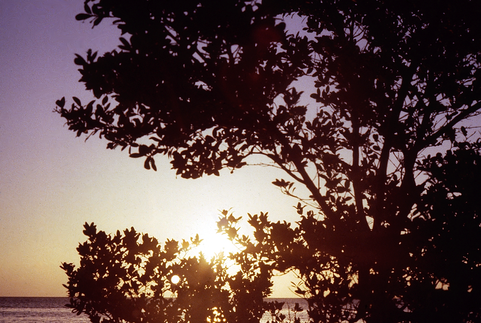 Let Your Light Shine | photo of the sun rising through the trees | nature | nature lovers | nature photography | sunrise
