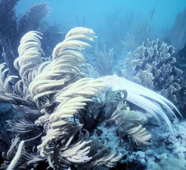 Ghostly Octopus| white octopus swimming in the fans with light blue background| underwater | underwater life | underwater photography | underwater world | undersea | undersea life | undersea world | florida keys | florida keys life | nature | nature photography | uw photogra phy | diving photography | scuba diving photos | scuba diving magazine | diving magazine | coral | coral reef | diver |