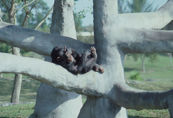 Just Relaxin' | champanzee resting on tree branch at the Miami Zoo|zoovisit|zoo|giraffe|chimpanzee
