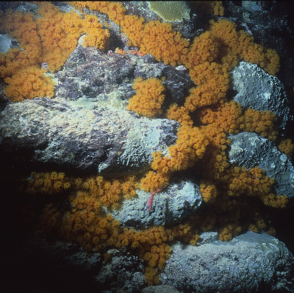 Southwest Inspirations| coral polyps invading other coral? underwater | underwater life | underwater photography | underwater world | undersea | undersea life | undersea world | florida keys | florida keys life | nature | nature photography | uw photography | diving photography | scuba diving photos | scuba diving magazine | diving magazine | coral | coral reef | diver |