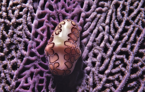 | underwater | underwater life | underwater photography | underwater world | undersea | undersea life | undersea world | florida keys | florida keys life | nature | nature photography | uw photography | diving photography | scuba diving photos | scuba diving magazine | diving magazine | coral | coral reef | diver | flamingo tongue